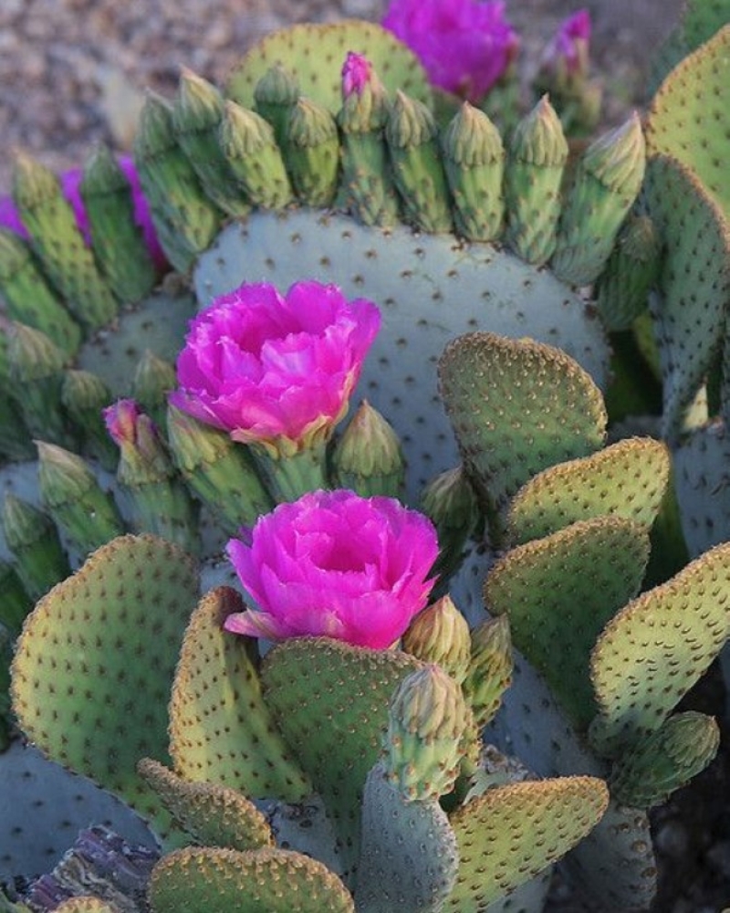 Cactus Blossum Energy Tea Kit