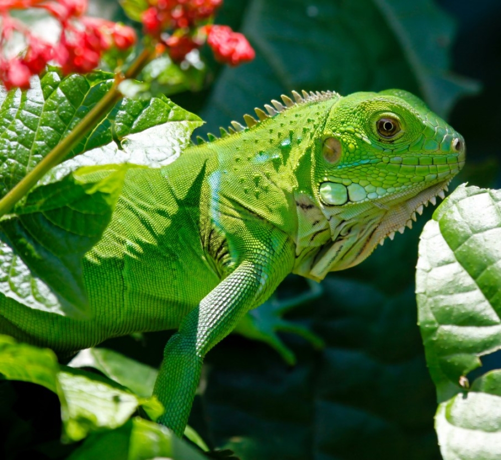 Green Iguana Energy Tea Kit