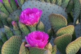 Cactus Blossum Energy Tea Kit